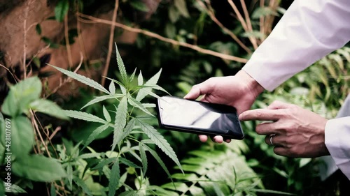 Medical scientist hand feeling checking examining plant natural growth. Marijuana cannabis farm grown for medical research for medicine drugs treatment for hospital patient with illness disease