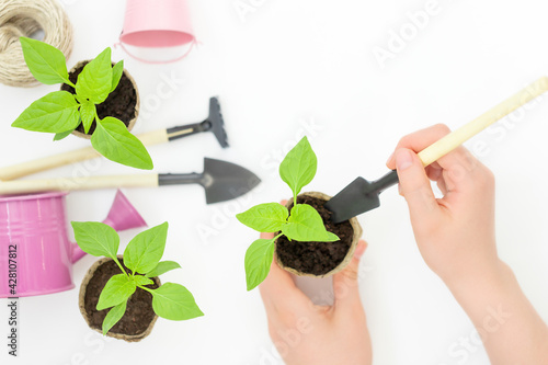 Green seedlings in the pots, equipment for gardening and human hands on gray background