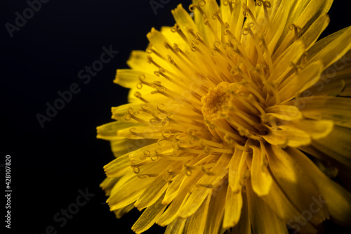 Dandelion flower in yellow color  close-up. macro photo.