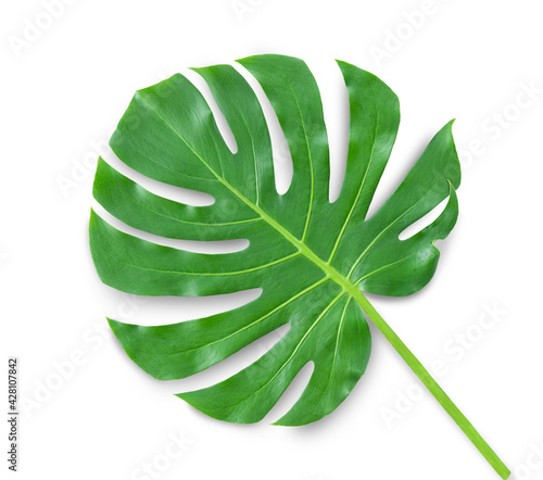 Tropical palm leaf isolated on white background