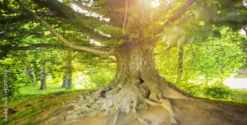 Slika na platnu Centenarian tree with large trunk and big roots above the ground