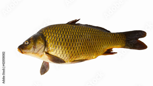 big carp isolated on white background. freshwater fish.
