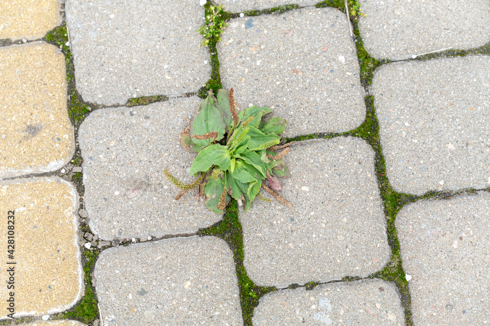 Obraz premium the grass grows through the stone tiles. the beginning of a new life