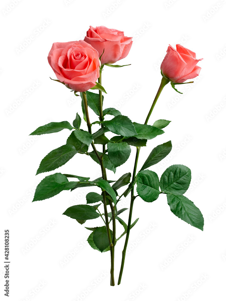 Obraz premium Bouquet of Pink rose with green leaves isolated