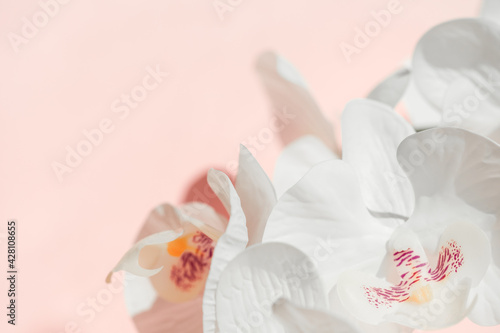 White Phalaenopsis orchid flowers or Moth dendrobium  falah closeup on pastel pink backdrop. Tropical flower  branch of orchidea close up. Selective focus  close up. Women s day  8 march concept.