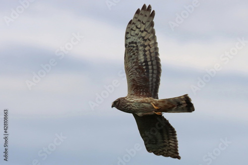 vol de femelle busard saint martin un jour d'hiver