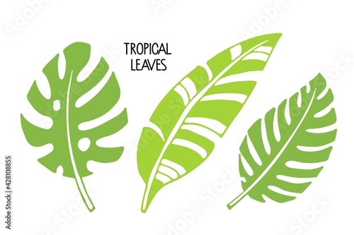 Set of Tropical leaves on white background clipart. Banana and philodendron Leaves Icon isolated. Botanical plants tree foliage. Plant parts vector. Leaf plants botanical garden flower foliage. 