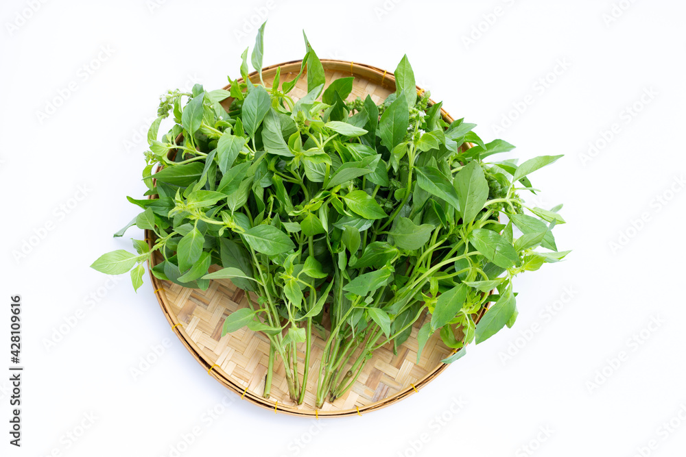 Hairy Basil in bamboo basket on white background. Hairy Basil in bamboo basket on white background.