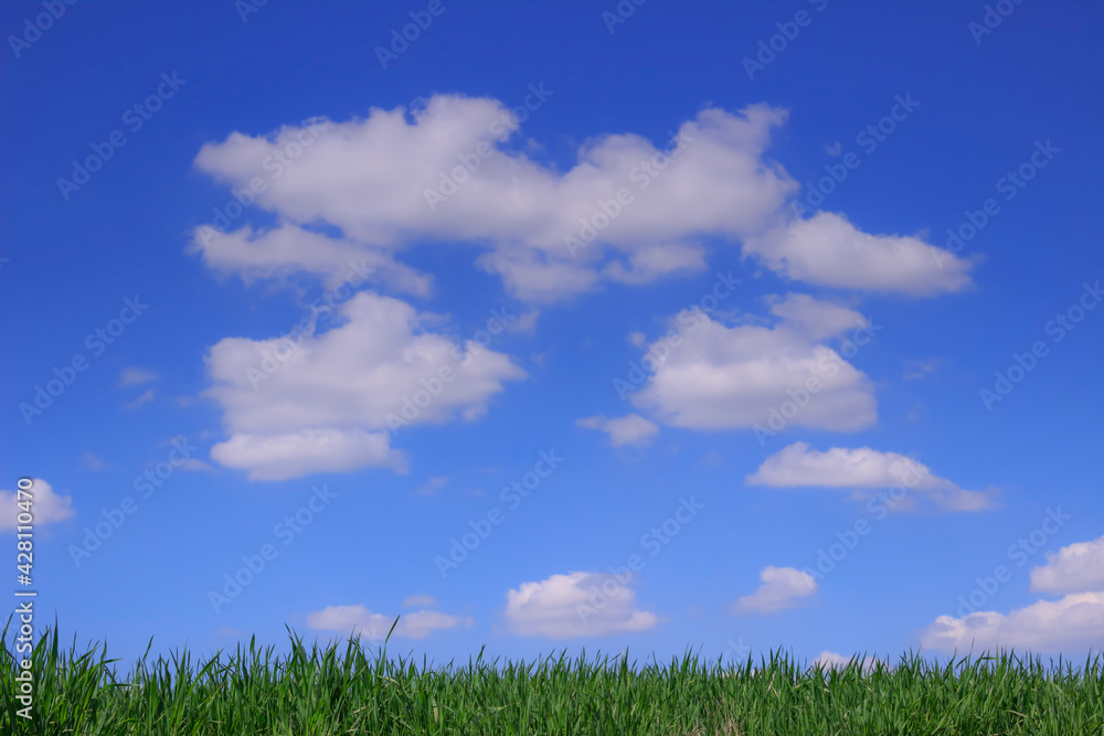 Clouds on blue sky above tufts of grass.