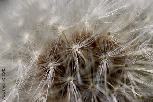    l int  rieur d une fleur de pissenlit