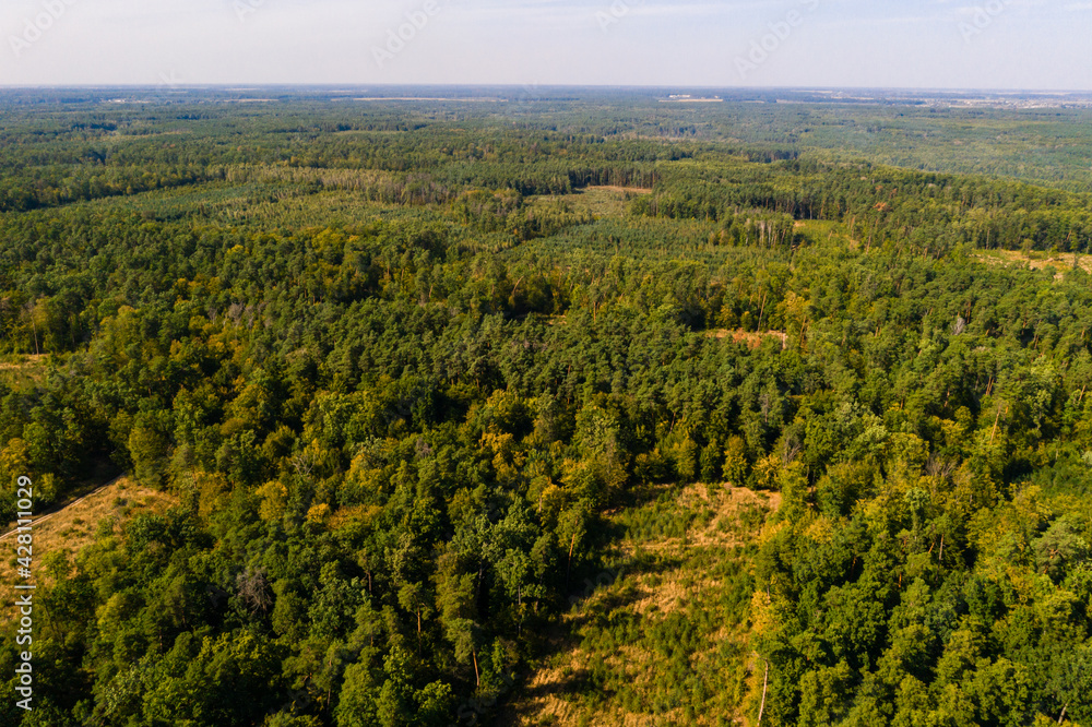 Deforestation, large-scale deforestation, destruction of the environment, deterioration of the environment in Ukraine.