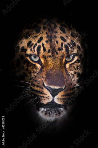Leopard muzzle on a black background looks straight out of the darkness