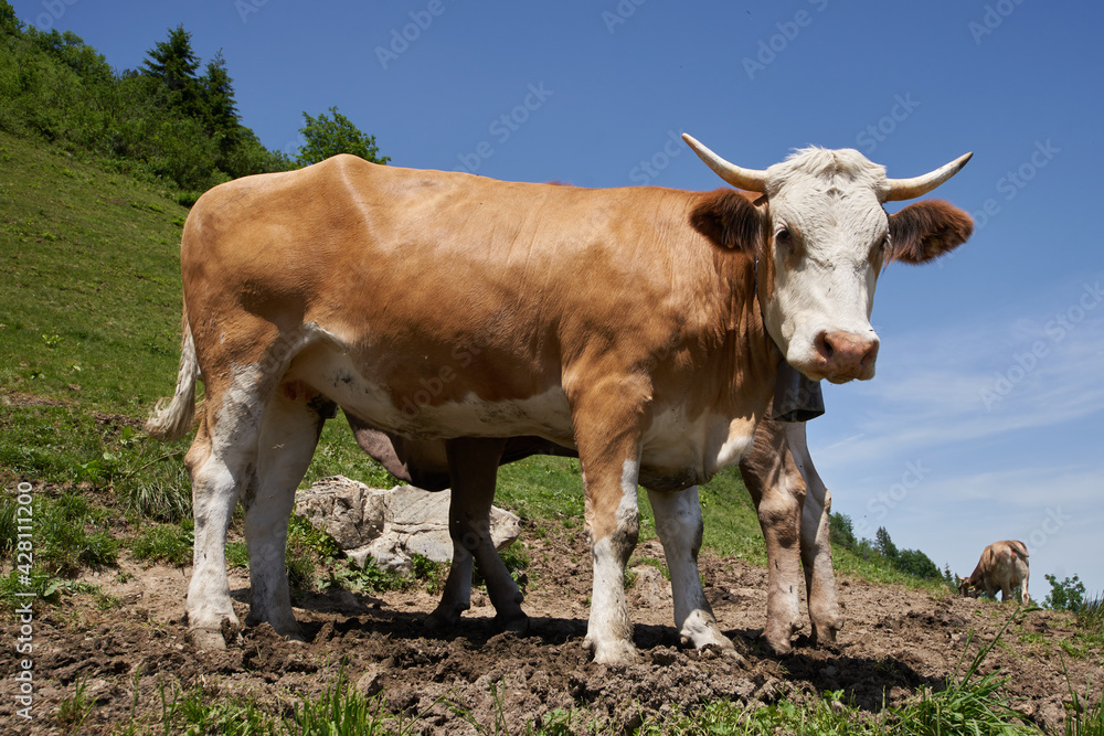 Rind auf einer Bergweide in den Allgäuer Alpen Rind auf einer Bergweide in den Allgäuer Alpen