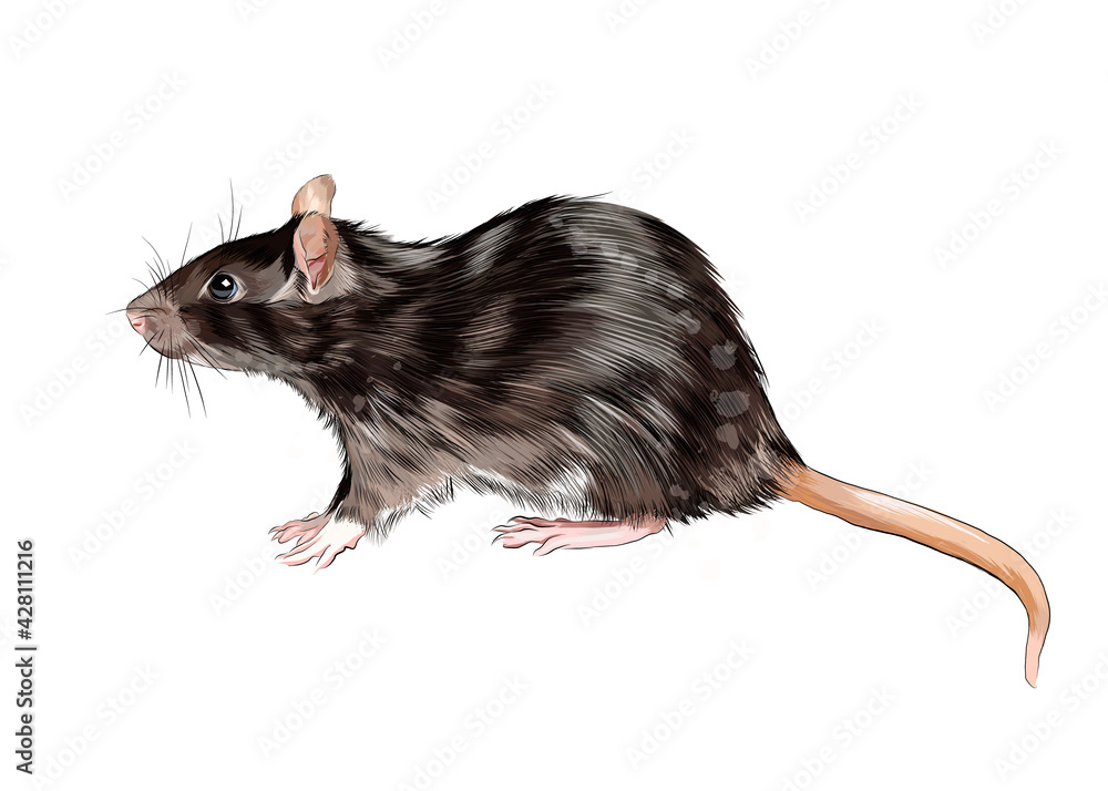 A Rat Portrait | Рисунки животных, Эскизы животных, Иллюстрации арт