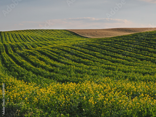 Long yellow filds of olseed rape before harvest, Moravia, Czech Republic © Zdenk