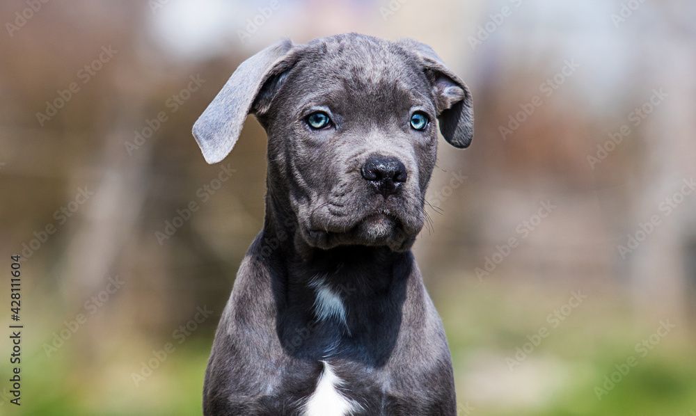 portrait of a puppy cane corso