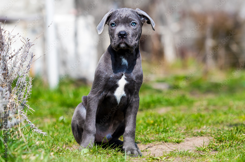 gray puppy cane corso sits in green grass