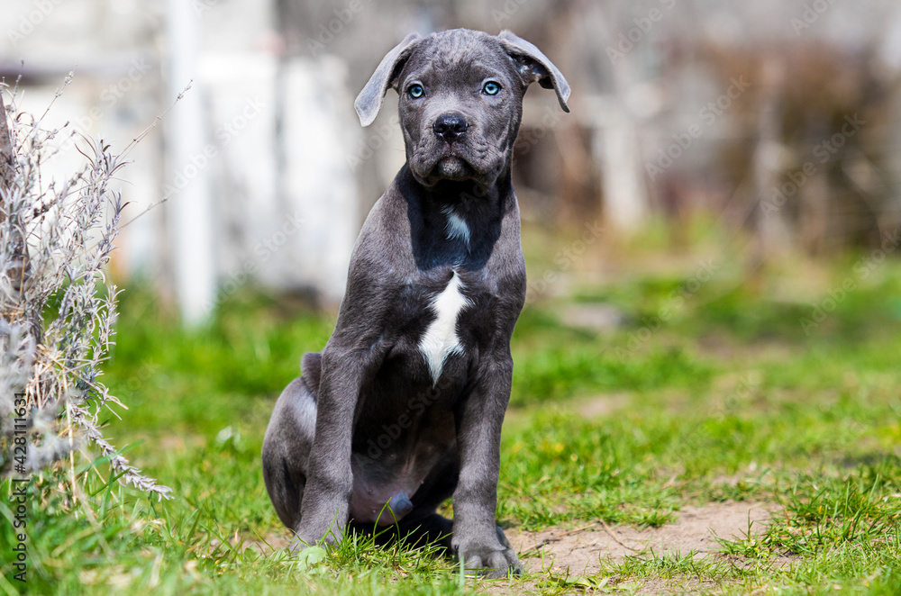 gray puppy cane corso sits in green grass gray puppy cane corso sits in green grass
