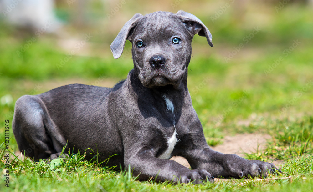 puppy cane corso lies and looks in the green grass