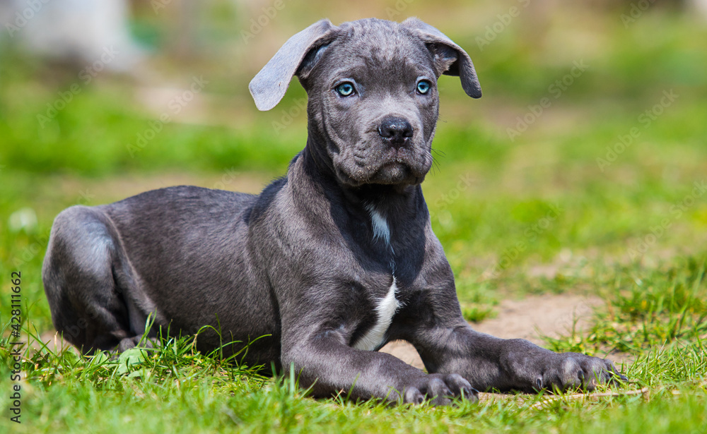 blue puppy cane corso lies and looks in the green grass blue puppy cane corso lies and looks in the green grass