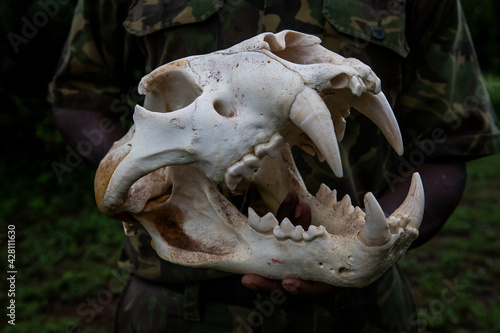 Male Lion Skull photo