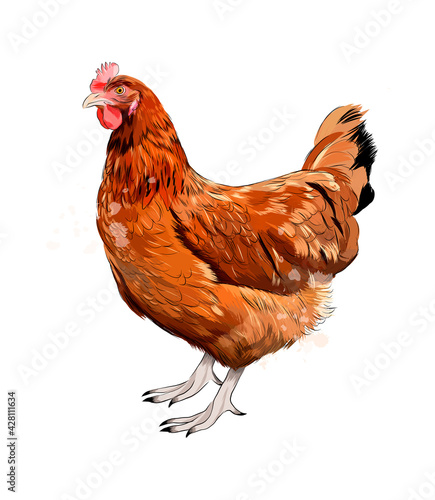Brown hen, chicken from a splash of watercolor, colored drawing, realistic. Vector illustration of paints