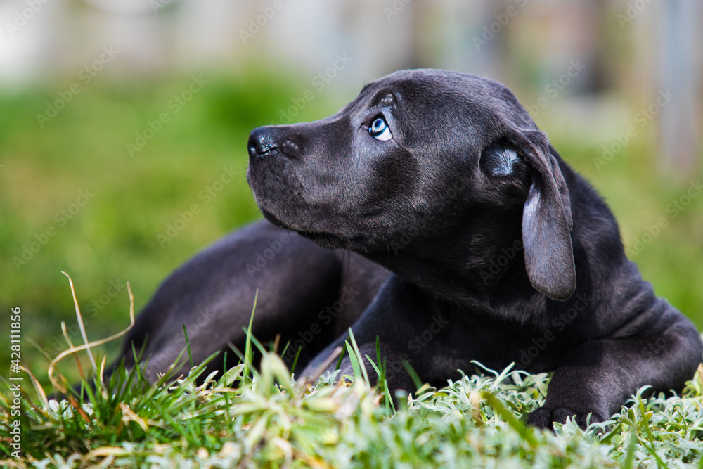 puppy cane corso lies and looks sideways in green grass
