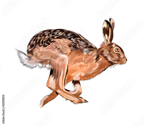 Hare, rabbit from a splash of watercolor, colored drawing, realistic. Vector illustration of paints