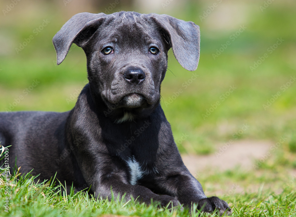 puppy cane corso lies in the green grass puppy cane corso lies in the green grass