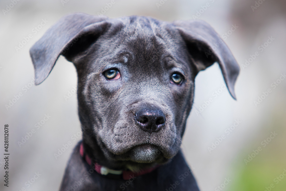 puppy face cane corso close up puppy face cane corso close up