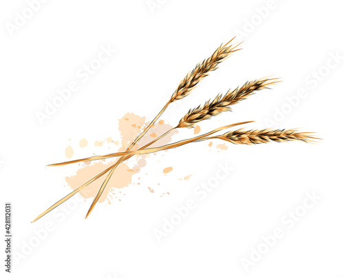 Ears of wheat from a splash of watercolor, colored drawing, realistic. Vector illustration of paints