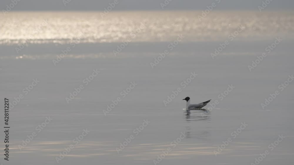 Mediterranean gull seafront floating in the sea and looking for food Mediterranean gull seafront floating in the sea and looking for food