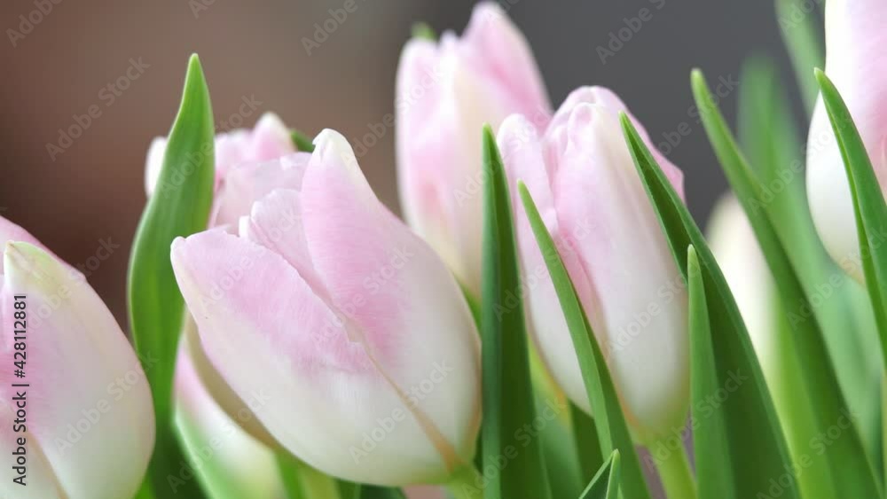 Camera movement on pink tulips flower. Floral background. Nature and spring concept Camera movement on pink tulips flower. Floral background. Nature and spring concept
