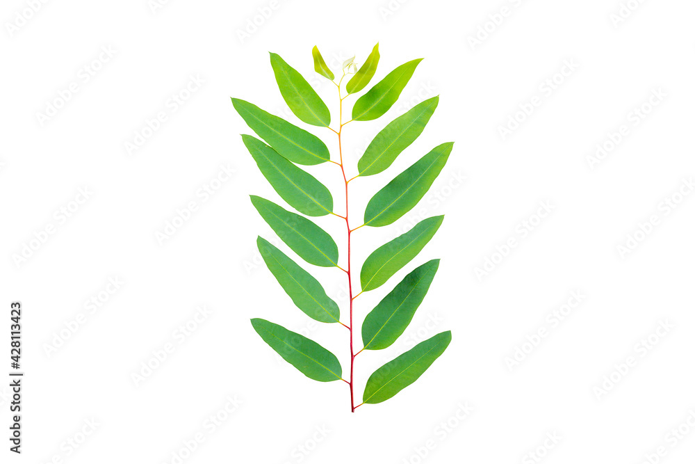 Green leaves on isolate Background. Green leaves on isolate Background.