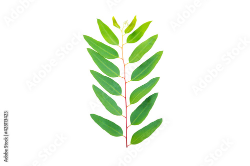 Green leaves on isolate Background.