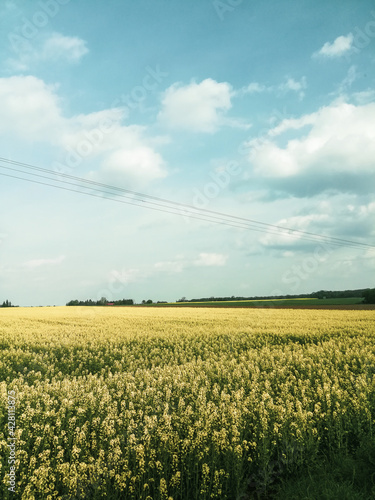 field and blue sky