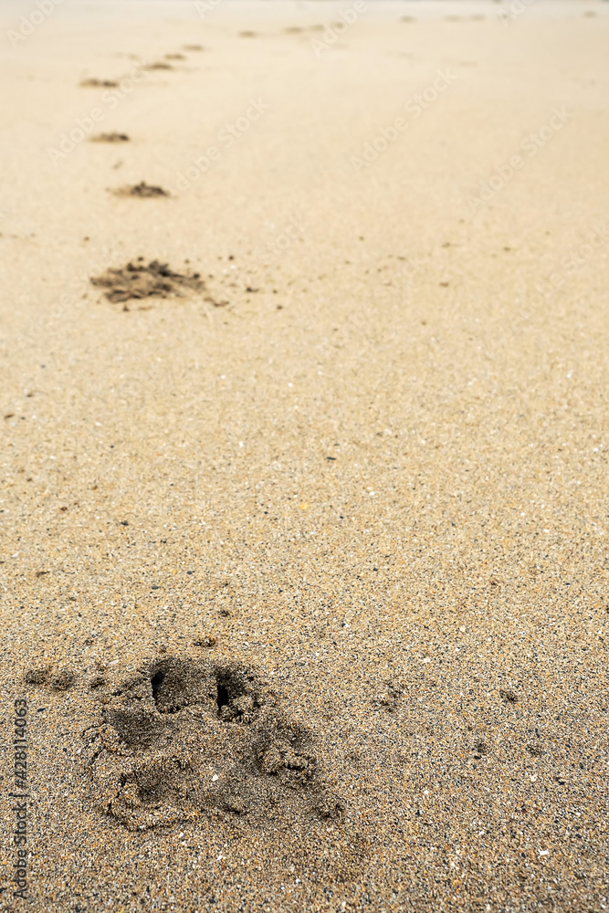 Animal foot print on a sandy surface. Dog track on a yellow sandy beach surface