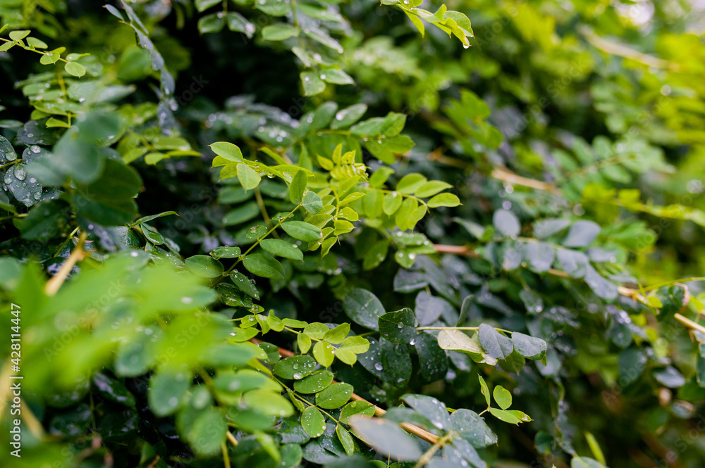 The closeup nature view of green leaf and drops. The closeup nature view of green leaf and drops.