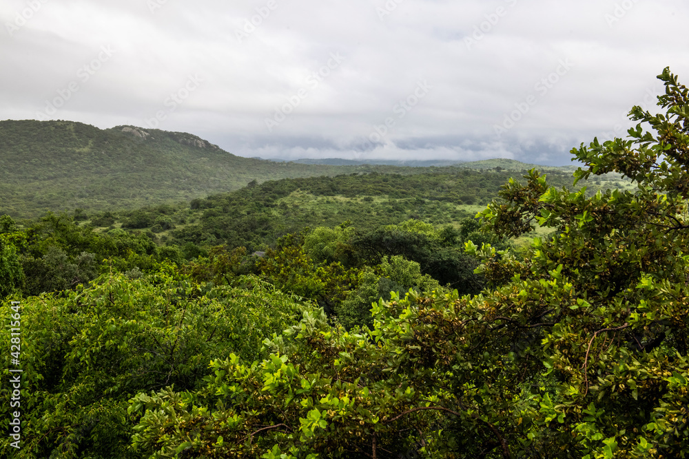 Lush green Zululand bushveld in summer Lush green Zululand bushveld in summer