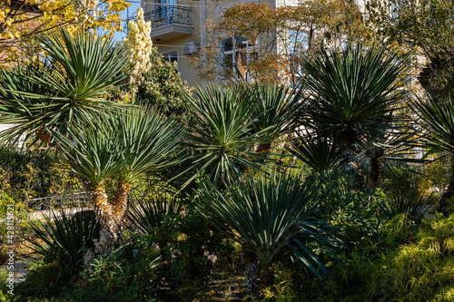 Blooming Yucca gloriosa in landscaped public park near Winter Theater in resort town of Sochi. Close-up of gorgeous white inflorescences. Nature concept for design.