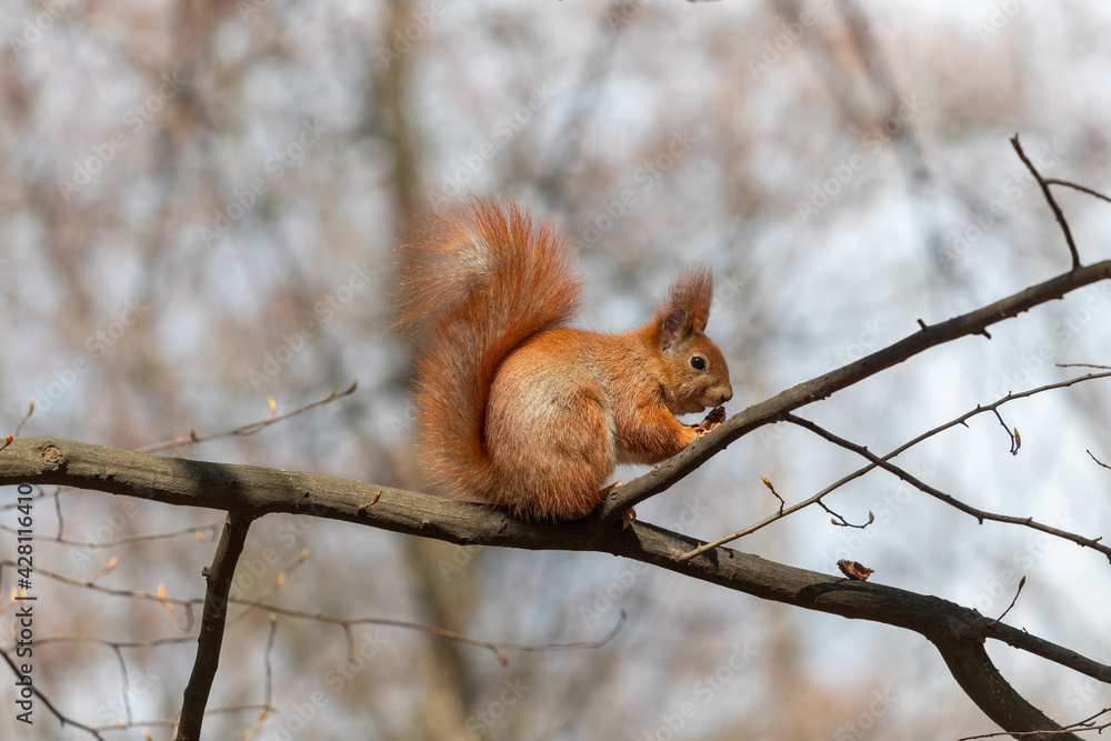 Squirrel eating a nut sitting on a branch Squirrel eating a nut sitting on a branch