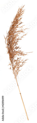 Dry grass isolated on a white background