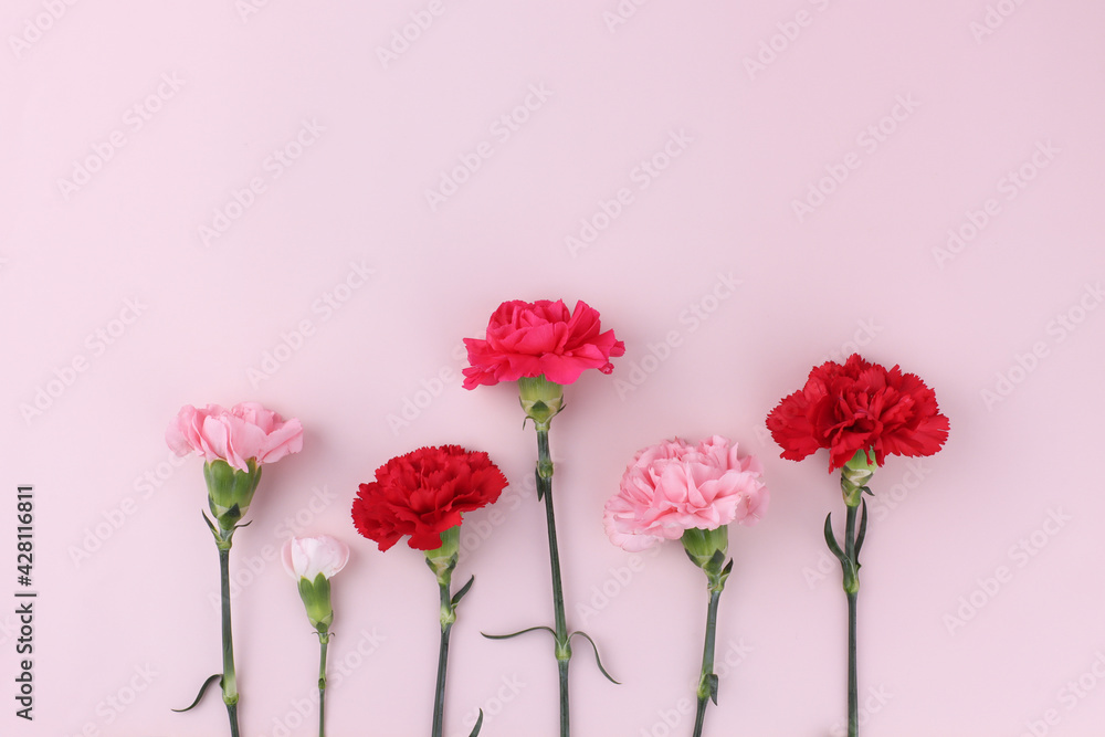 Obraz premium carnation isolated in pink background