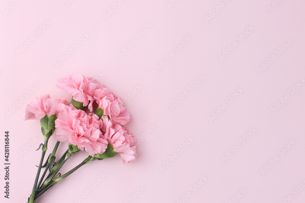 carnation isolated in pink background carnation isolated in pink background