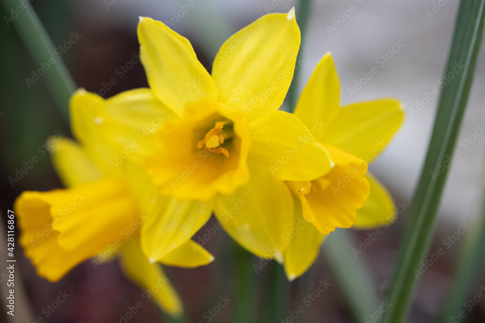 Frühe Narzisse Narcissus pseudonarcissus  'Tête à tête' in voller Blüte im April