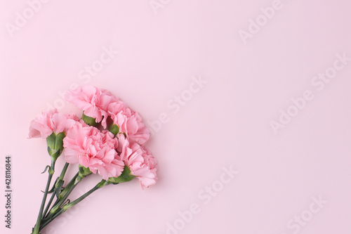 carnation isolated in pink background