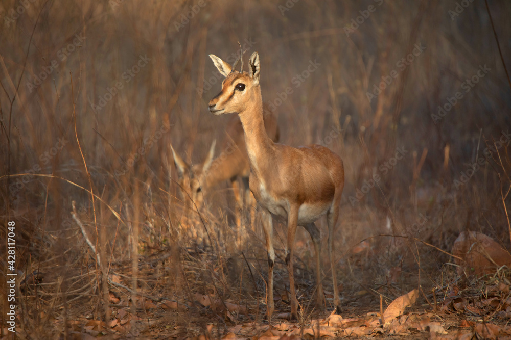 Chinkara, Gazella bennettii, Panna Tiger Reserve, Madhya Pradesh, India Chinkara, Gazella bennettii, Panna Tiger Reserve, Madhya Pradesh, India