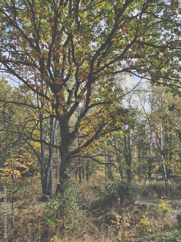 Trees in the forest. Nature between autumn and winter. Trees in the forest. Nature between autumn and winter.