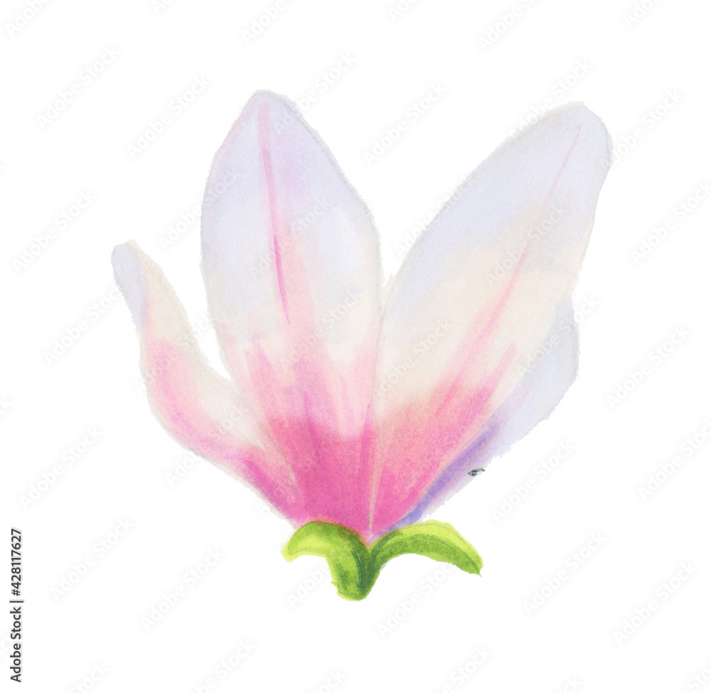 White magnolia flower. Botanical illustration. Spring flowers. Beautiful watercolor illustration for the design of postcards, invitations, wedding and holiday decor.