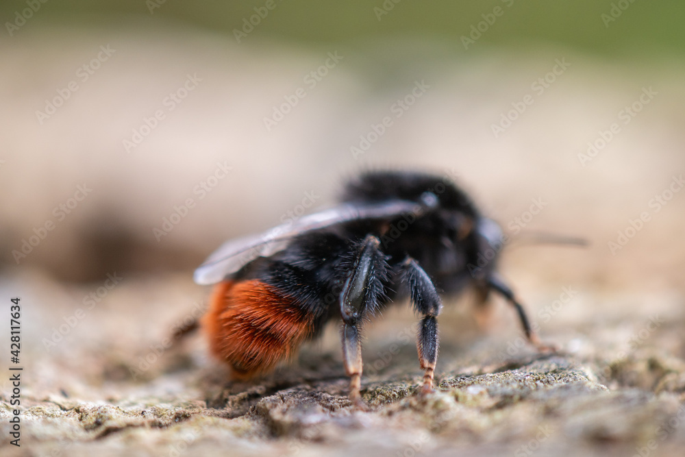 Hummel auf Nahrungssuche Makro Erdhummel Hummel auf Nahrungssuche Makro Erdhummel